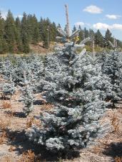 Colorado Spruce